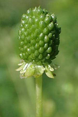 Ranunculus sceleratus \ Gift-Hahnenfu� / Celery-Leaved Buttercup, D Mannheim 29.8.2024