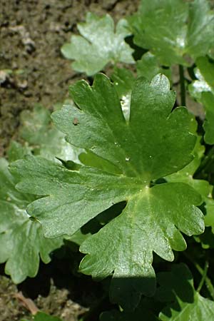 Ranunculus sceleratus \ Gift-Hahnenfu� / Celery-Leaved Buttercup, D Mannheim 29.8.2024