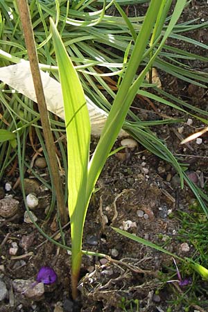 Gladiolus imbricatus \ Wiesen-Siegwurz, Dachziegelige Gladiole / Turkish Marsh Gladiolus, D  8.6.2013