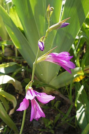 Gladiolus imbricatus \ Wiesen-Siegwurz, Dachziegelige Gladiole / Turkish Marsh Gladiolus, D  8.6.2013