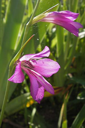 Gladiolus imbricatus \ Wiesen-Siegwurz, Dachziegelige Gladiole / Turkish Marsh Gladiolus, D  8.6.2013