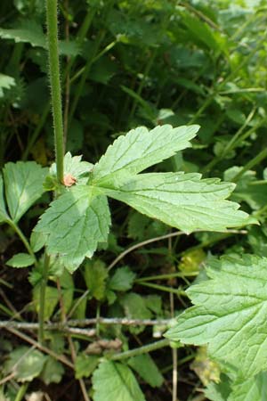 Geum rivale x urbanum \ Hybrid-Nelkenwurz / Hybrid Avens, D K&auml;mpfelbach 29.4.2017