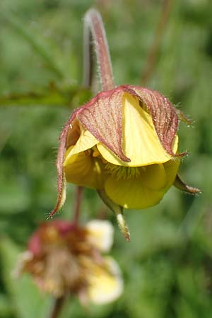 Geum rivale x urbanum \ Hybrid-Nelkenwurz / Hybrid Avens, D K&auml;mpfelbach 29.4.2017