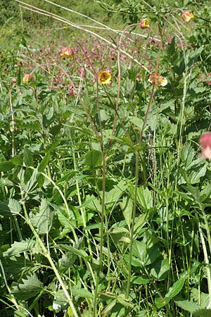 Geum rivale x urbanum \ Hybrid-Nelkenwurz / Hybrid Avens, D K&auml;mpfelbach 29.4.2017