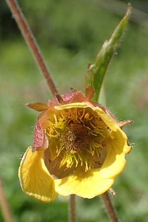 Geum rivale x urbanum \ Hybrid-Nelkenwurz / Hybrid Avens, D K&auml;mpfelbach 29.4.2017