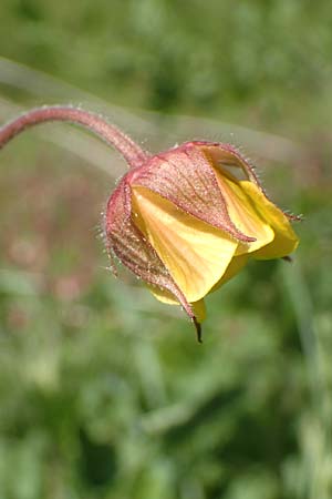 Geum rivale x urbanum \ Hybrid-Nelkenwurz / Hybrid Avens, D K&auml;mpfelbach 29.4.2017