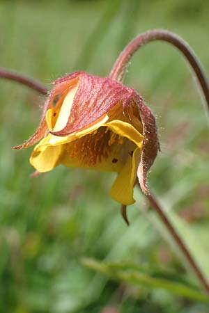 Geum rivale x urbanum \ Hybrid-Nelkenwurz / Hybrid Avens, D K&auml;mpfelbach 29.4.2017