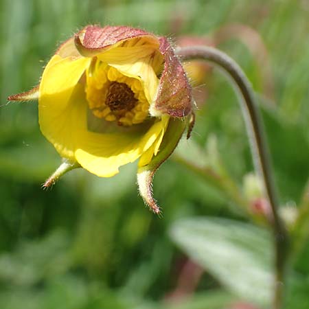Geum rivale x urbanum \ Hybrid-Nelkenwurz / Hybrid Avens, D K&auml;mpfelbach 29.4.2017