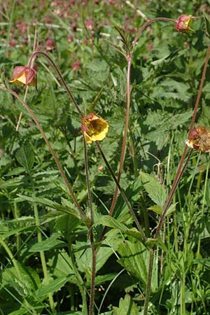 Geum rivale x urbanum \ Hybrid-Nelkenwurz / Hybrid Avens, D K&auml;mpfelbach 29.4.2017