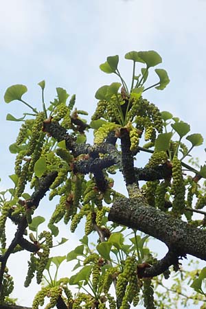 Ginkgo biloba \ Ginkgo / Ginkgo, D Weinheim an der Bergstra&szlig;e 17.4.2019