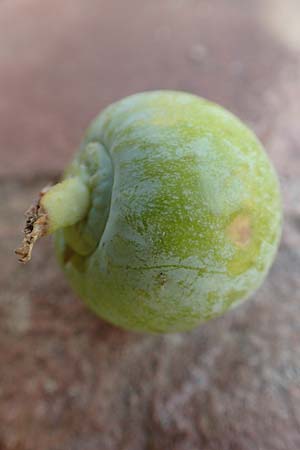 Ginkgo biloba \ Ginkgo / Ginkgo, D Mannheim 15.9.2019
