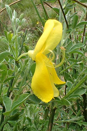 Cytisus scoparius \ Besen-Ginster / Scotch Broom, D Heidelberg 3.5.2020