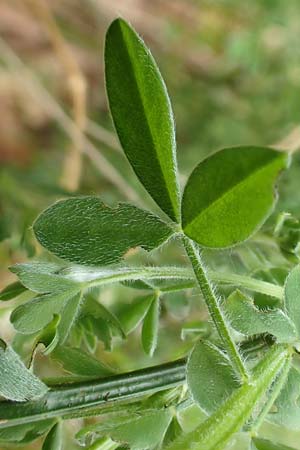 Cytisus scoparius \ Besen-Ginster / Scotch Broom, D Heidelberg 3.5.2020