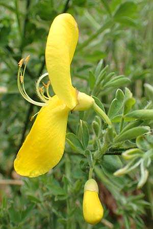 Cytisus scoparius \ Besen-Ginster / Scotch Broom, D Heidelberg 3.5.2020