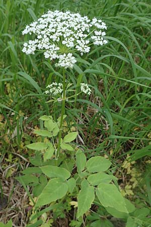 Aegopodium podagraria \ Giersch, Gei&szlig;fu&szlig; / Ground Goutweed, Bishop's Elder, D Th&uuml;ringen, Erfurt 13.6.2022