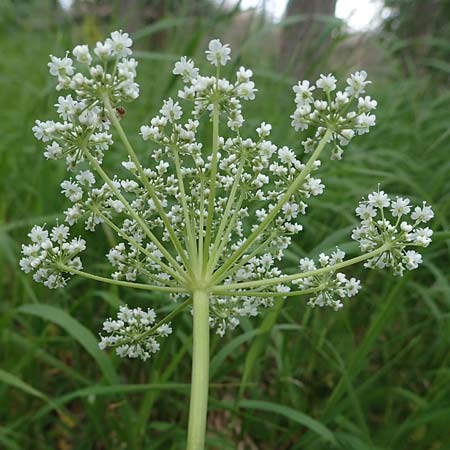 Aegopodium podagraria \ Giersch, Gei&szlig;fu&szlig; / Ground Goutweed, Bishop's Elder, D Th&uuml;ringen, Erfurt 13.6.2022