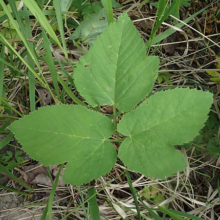 Aegopodium podagraria \ Giersch, Gei&szlig;fu&szlig; / Ground Goutweed, Bishop's Elder, D Th&uuml;ringen, Erfurt 13.6.2022