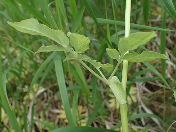 Aegopodium podagraria \ Giersch, Gei&szlig;fu&szlig; / Ground Goutweed, Bishop's Elder, D Th&uuml;ringen, Erfurt 13.6.2022