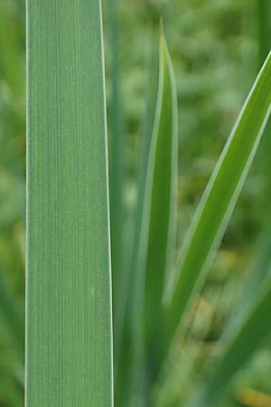 Gladiolus imbricatus \ Wiesen-Siegwurz, Dachziegelige Gladiole / Turkish Marsh Gladiolus, D Th&uuml;ringen, Erfurt 19.6.2023