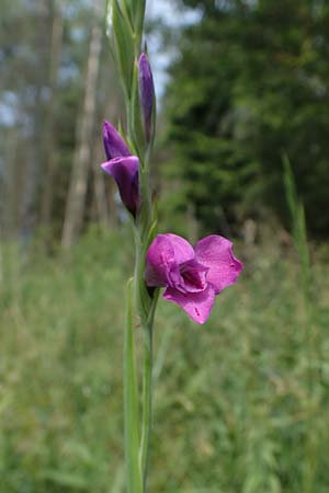 Gladiolus imbricatus \ Wiesen-Siegwurz, Dachziegelige Gladiole / Turkish Marsh Gladiolus, D Th&uuml;ringen, Erfurt 19.6.2023