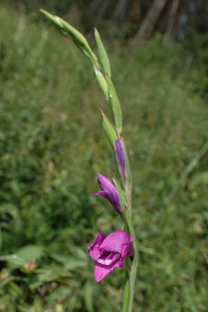 Gladiolus imbricatus, Wiesen-Siegwurz, Dachziegelige Gladiole