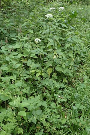 Aegopodium podagraria \ Giersch, Gei&szlig;fu&szlig; / Ground Goutweed, Bishop's Elder, D Rh&ouml;n, Hilders 21.6.2023