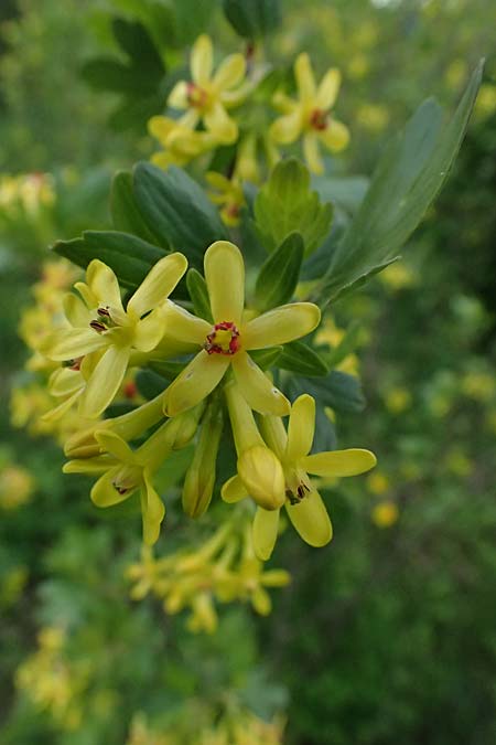 Ribes aureum \ Gold-Johannisbeere / Golden Currant, D Tromm 20.4.2025