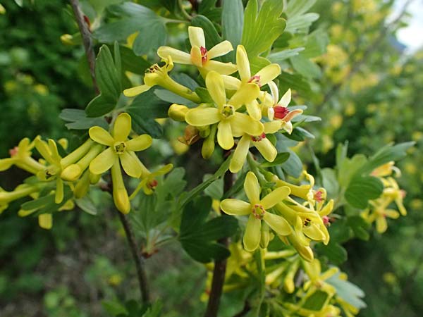 Ribes aureum \ Gold-Johannisbeere / Golden Currant, D Tromm 20.4.2025