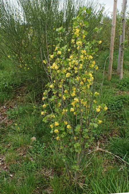 Ribes aureum \ Gold-Johannisbeere / Golden Currant, D Tromm 20.4.2025