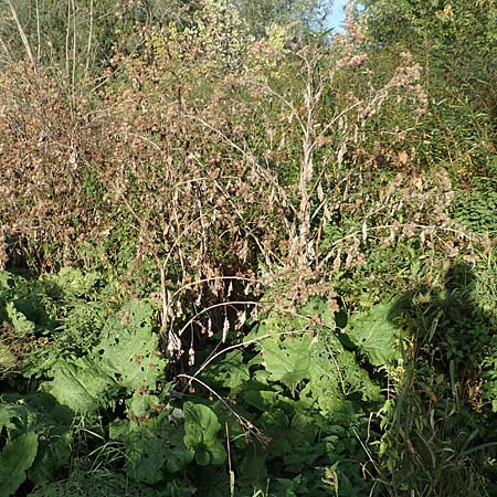 Arctium lappa \ Gro�e Klette / Greater Burdock, D Mannheim 1.10.2017