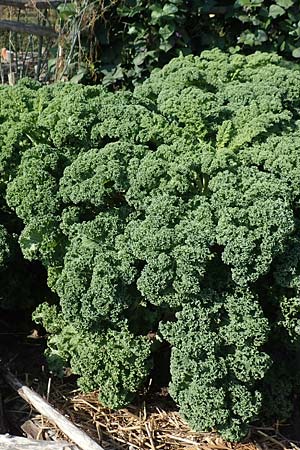 Brassica oleracea var. sabellica \ Gr�nkohl, Krauskohl / Borecole, Curly Cole, D Sachsen-Anhalt, Kloster Jerichow 22.9.2020