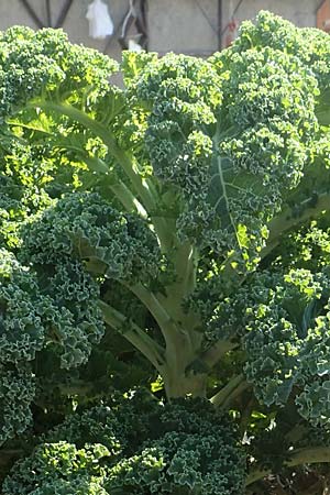 Brassica oleracea var. sabellica \ Gr�nkohl, Krauskohl / Borecole, Curly Cole, D Sachsen-Anhalt, Kloster Jerichow 22.9.2020