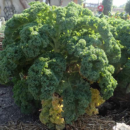Brassica oleracea var. sabellica \ Gr�nkohl, Krauskohl / Borecole, Curly Cole, D Sachsen-Anhalt, Kloster Jerichow 22.9.2020