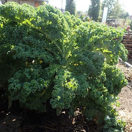 Brassica oleracea var. sabellica \ Gr�nkohl, Krauskohl / Borecole, Curly Cole, D Sachsen-Anhalt, Kloster Jerichow 22.9.2020