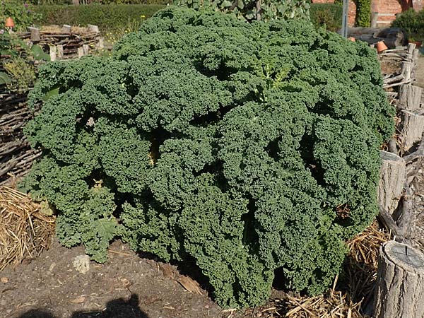 Brassica oleracea var. sabellica \ Gr�nkohl, Krauskohl / Borecole, Curly Cole, D Sachsen-Anhalt, Kloster Jerichow 22.9.2020