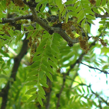 Gleditsia triacanthos \ Amerikanische Gleditschie, Lederh�lsenbaum / Honey Locust, D Mannheim 7.6.2015