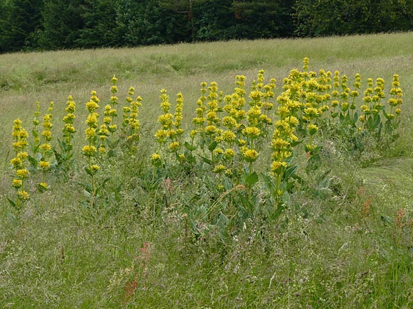 Gentiana lutea \ Gelber Enzian / Yellow Gentian, D Hechingen 20.6.2015