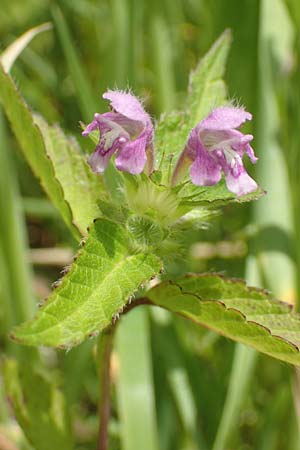 Galeopsis pubescens \ Weichhaariger Hohlzahn / Downy Hemp-Nettle, D Tiefenbronn 26.6.2016