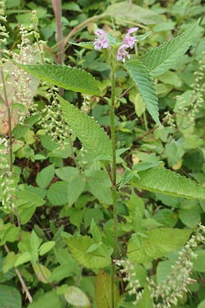 Galeopsis pubescens \ Weichhaariger Hohlzahn / Downy Hemp-Nettle, D Schwarzwald/Black-Forest, Bad Rippoldsau 3.8.2016