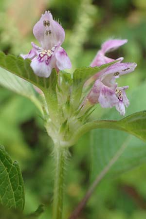 Galeopsis pubescens \ Weichhaariger Hohlzahn / Downy Hemp-Nettle, D Schwarzwald/Black-Forest, Bad Rippoldsau 3.8.2016