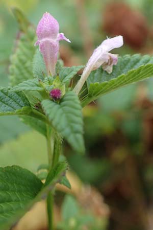 Galeopsis pubescens \ Weichhaariger Hohlzahn / Downy Hemp-Nettle, D Schwarzwald/Black-Forest, Bad Rippoldsau 3.8.2016