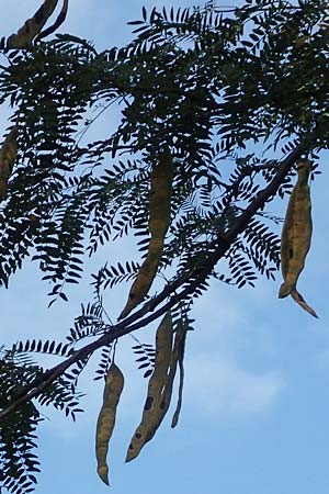 Gleditsia triacanthos \ Amerikanische Gleditschie, Lederh�lsenbaum / Honey Locust, D Mannheim 17.9.2017