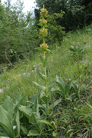 Gentiana lutea \ Gelber Enzian / Yellow Gentian, D Spaichingen 26.6.2018