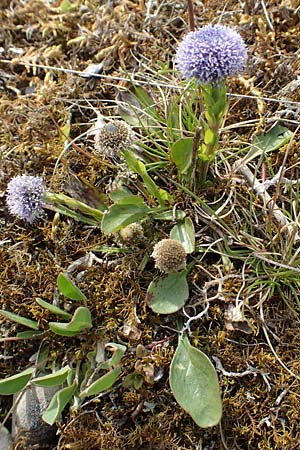 Globularia bisnagarica \ Gew�hnliche Kugelblume / Common Globularia, D Eching 2.5.2019