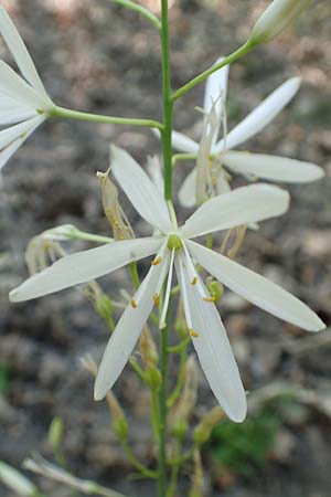 Anthericum liliago \ Astlose Graslilie / St. Bernard's Lily, D Neustadt an der Weinstra&szlig;e 2.6.2019
