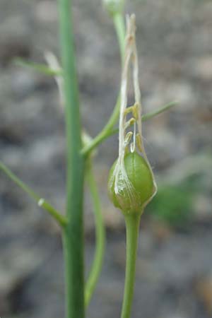 Anthericum liliago \ Astlose Graslilie / St. Bernard's Lily, D Neustadt an der Weinstra&szlig;e 2.6.2019