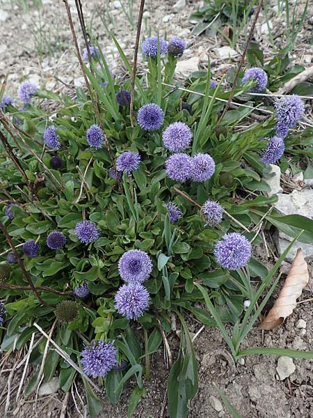Globularia bisnagarica \ Gew�hnliche Kugelblume / Common Globularia, D K&ouml;nigheim 3.5.2021