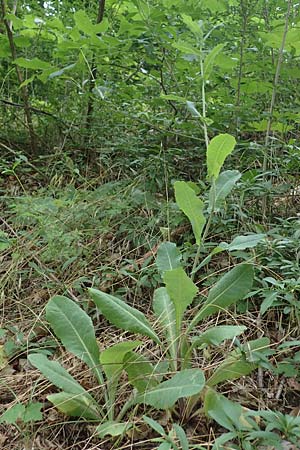 Lactuca virosa \ Gift-Lattich / Great Lettuce, D Th&uuml;ringen, Bad Frankenhausen 8.6.2022