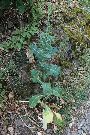 Lactuca virosa \ Gift-Lattich / Great Lettuce, D Hatzenport 19.6.2022