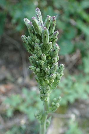 Lactuca virosa \ Gift-Lattich / Great Lettuce, D Hatzenport 19.6.2022
